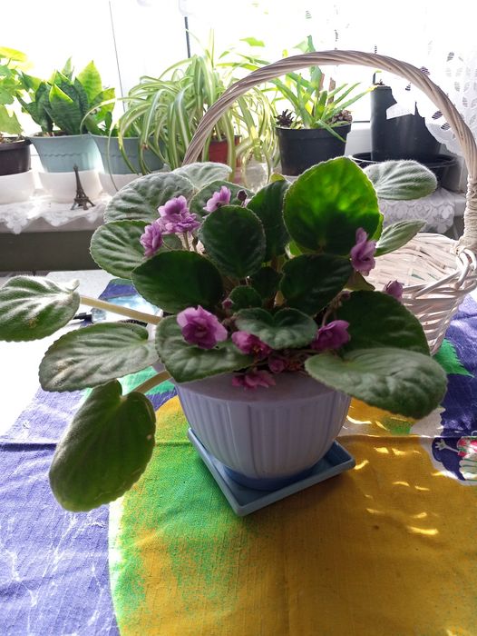 Продам комнатный красивую,цветущую фиалку  розово- сиреневый цветлка