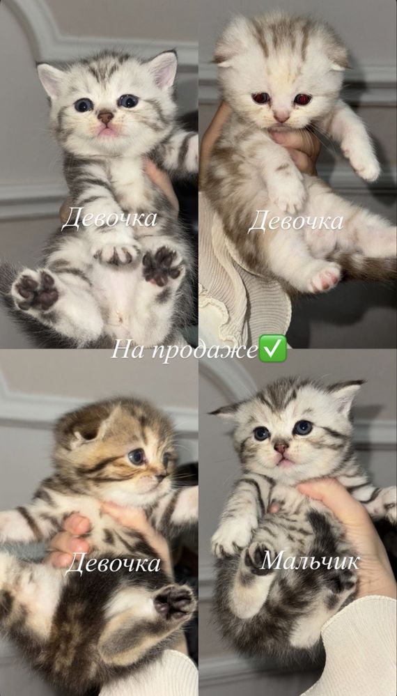 Элитные Шотландские котят
