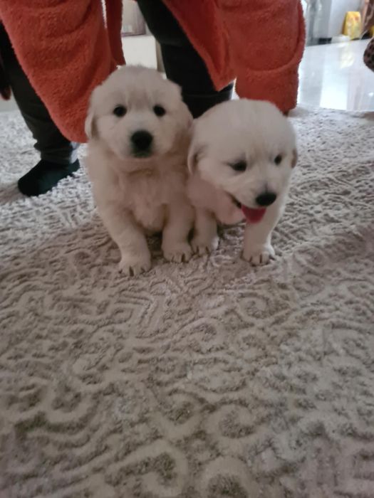 Doi pui superbi de Golden Retriever caută stăpâni iubitori!