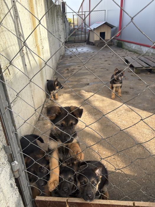 Немски овчарки малки