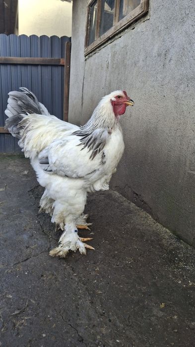 Vând cocoș brahma HDA