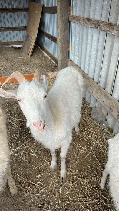 Козы козлята доилные