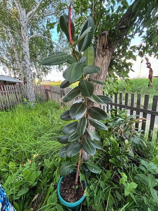 Продам комнатные цветы