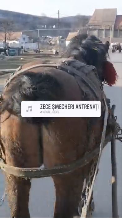 Vand sau schimb cal castrat de de 8 ani pe o iapa sau o manza .