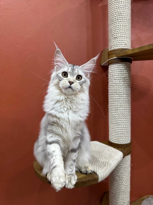 Чудесная девочка Mainemarie Aviva