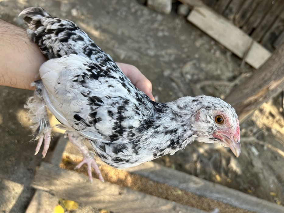 Gainușe si cocoși de munte