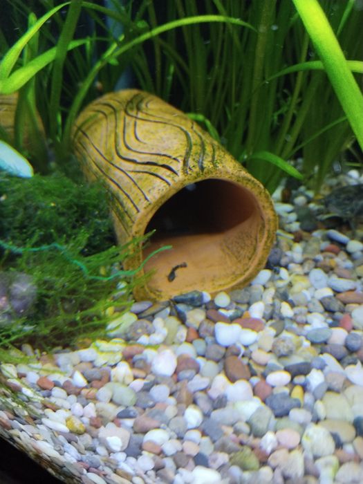 Продам мальки анцитруса 1-1.5см