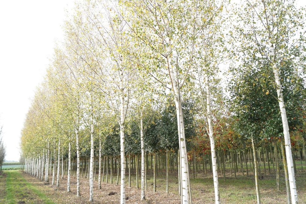 Acer platanoides, betula, tei, platan ( paltin, frasin, mesteacan )