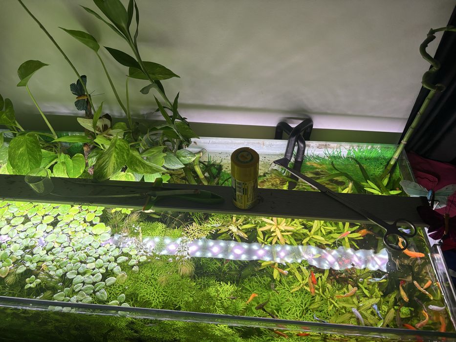 Acvariu pesti 100/40/40 160litri cu tot cu masa