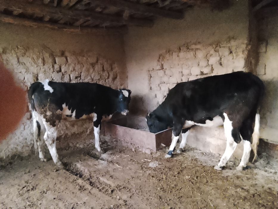 Яхши гунажинла она одам барака топади