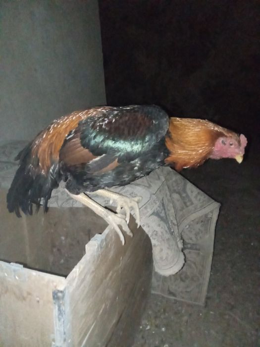 Дакан қораз сатылады тауығымен лч жазыңдар обмен бар жалпы үйқұстарына