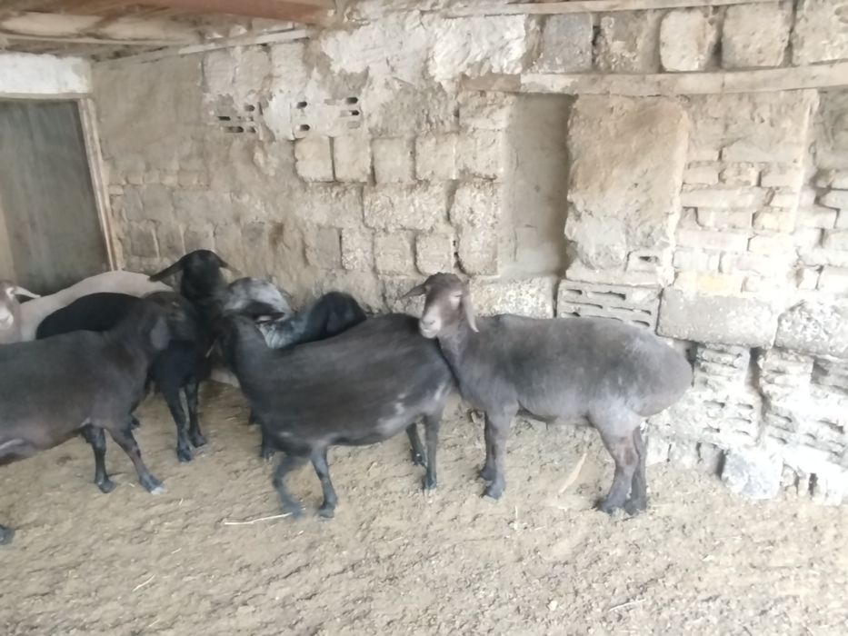 qŏy va tuğmagan bara, yaxshi boqilgan, va zotgayam bõladi, sifati alo!