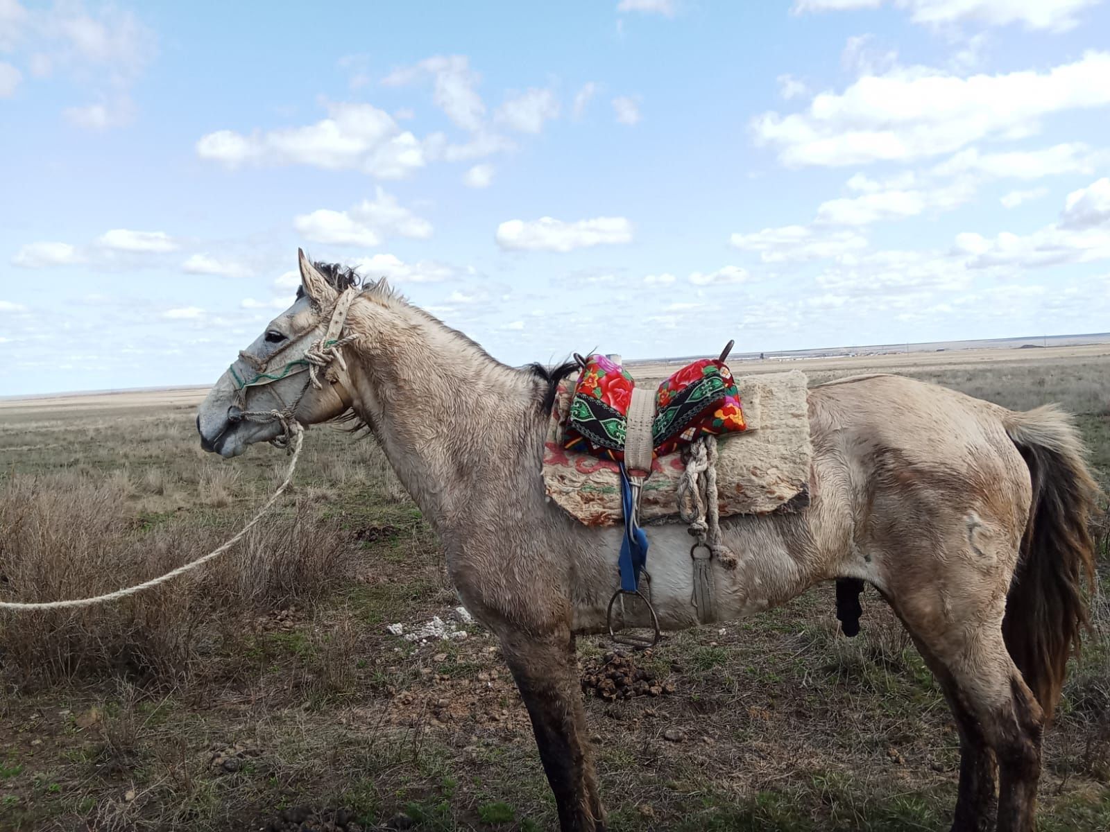 Продам жеребца! Айгыр сатылады! 7 жасар! Минги биледи, уйир устайды.