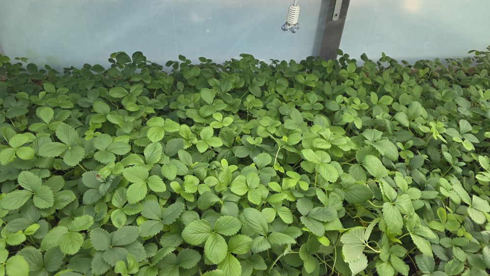 Vând Stoloni Capsuni Collosus