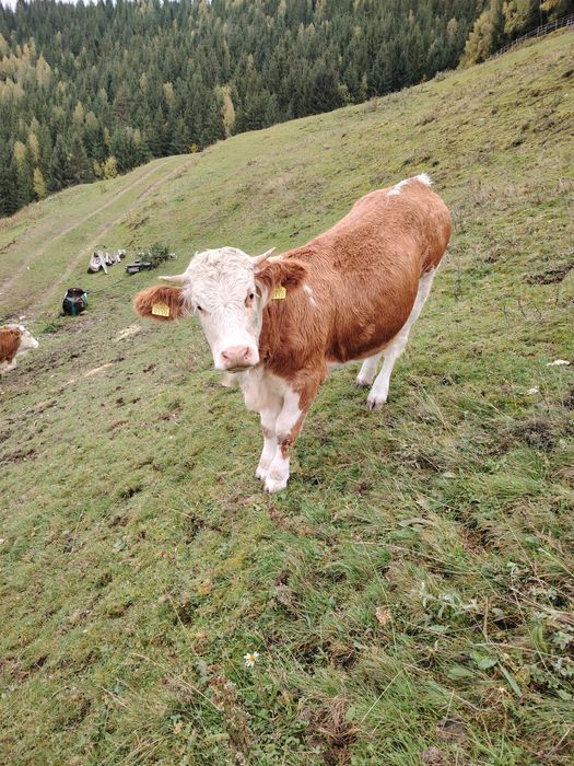 Vaci de vânzare  muntele rece cluj