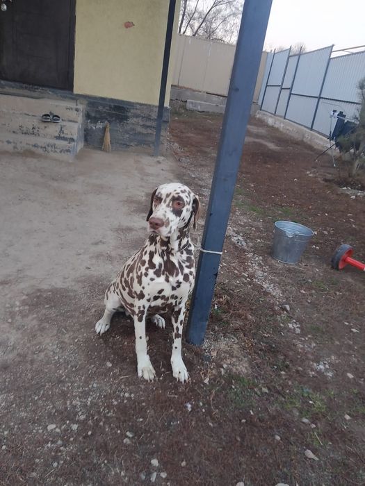 Алматинка курцхаар  охотнични собака