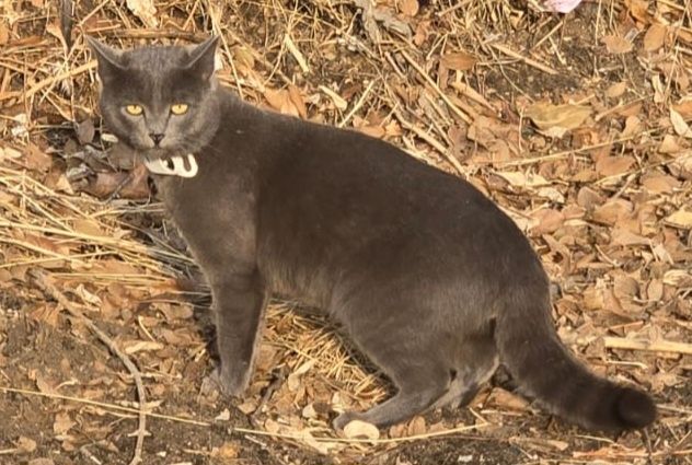 Потерялся кот. Район Юбилейного магазина.