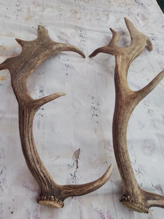 Coarne cerb lopătar