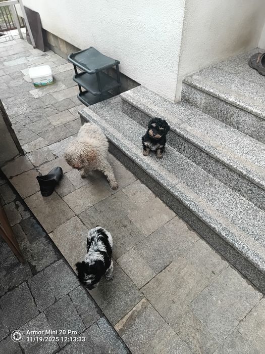 Лагото+Кокер 2 ваксини