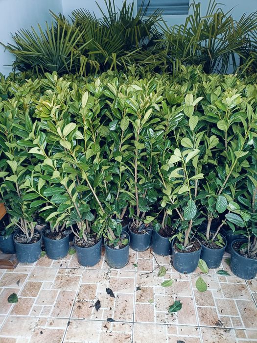 Prunus lauroceratus o planta care se menține verde tot timpul