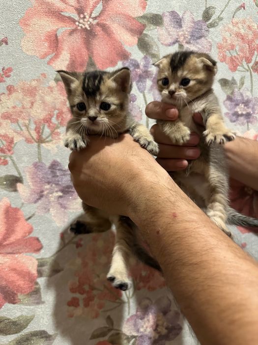 Скотиш фолд и страйд