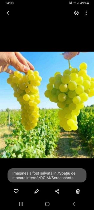 Struguri de vin 2.50 kg