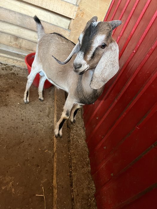 Tapuc de 3 luni spre vanzare si iada