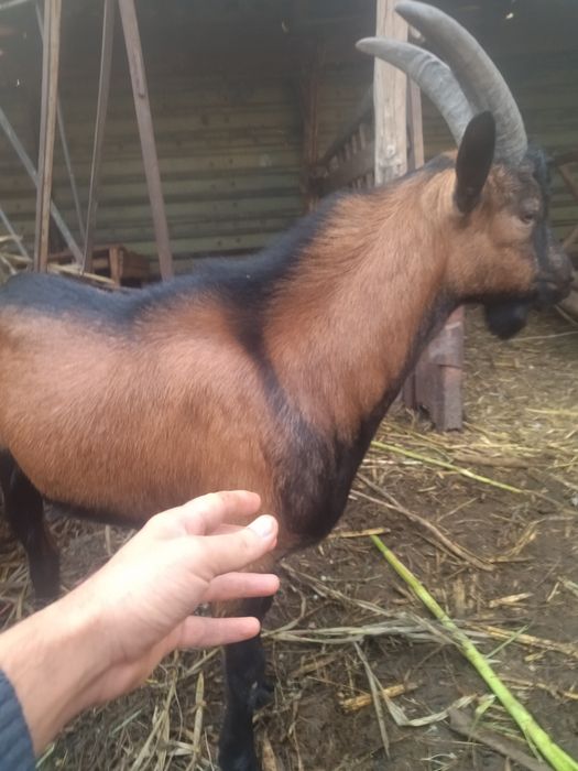 Vând țap/capre alpin franceza