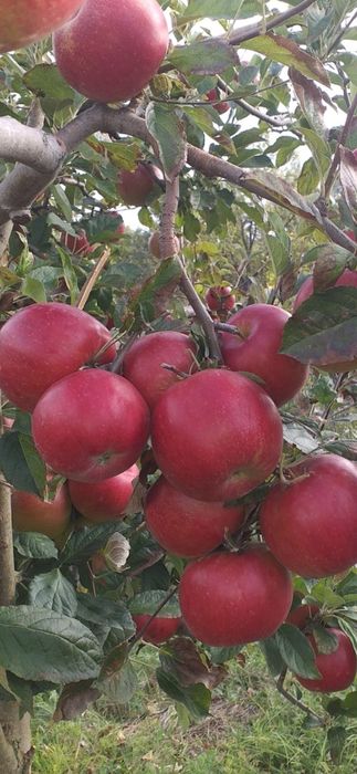 VÂND MERE IDARET 3,80 lei kg Mutiu Florina 3,30lei kg