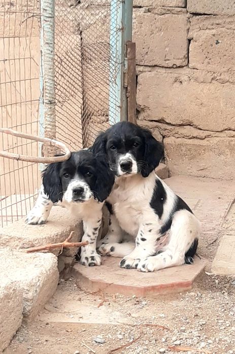 Рус кокер спаниель овчи ит болалари сотилади .