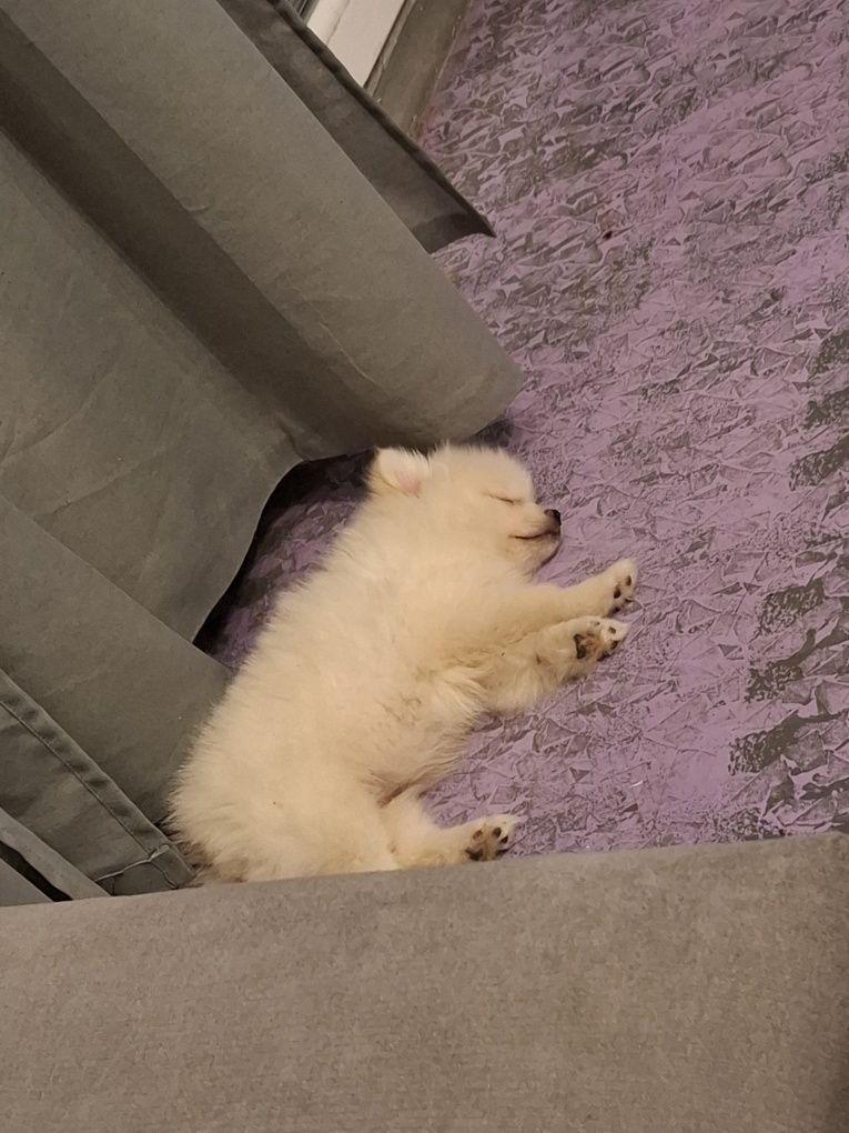 Мъжки Померан на 3 месеца
