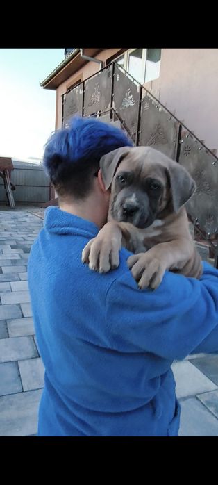 Mascul Cane Corso 9 săptămâni,  cu Pedigree+