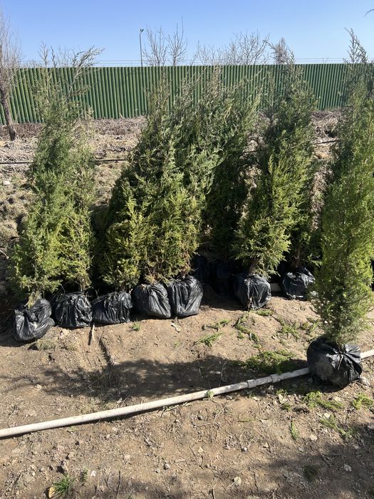 Archa kesish gazon ekish archalarni dorilash