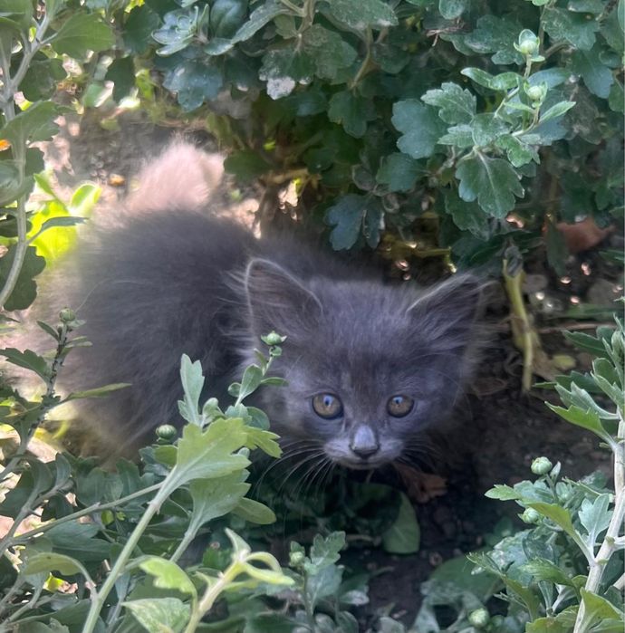 Котята в добрые руки.