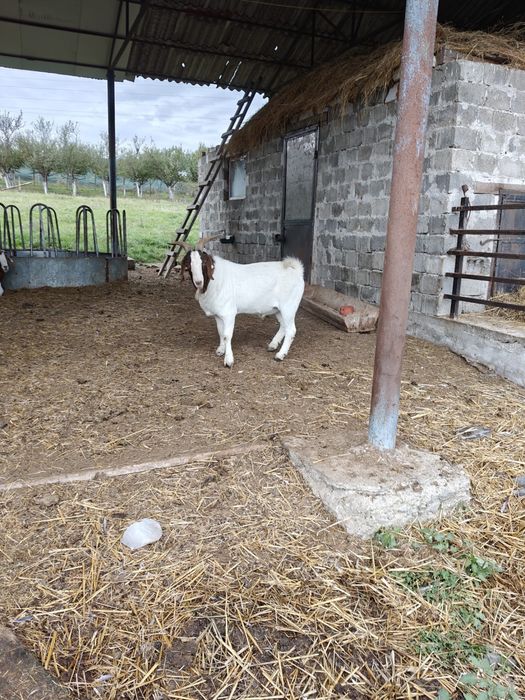 Vand tap alpin francez si boer