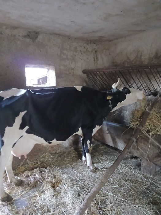 Vand vaca metis de balțată românească