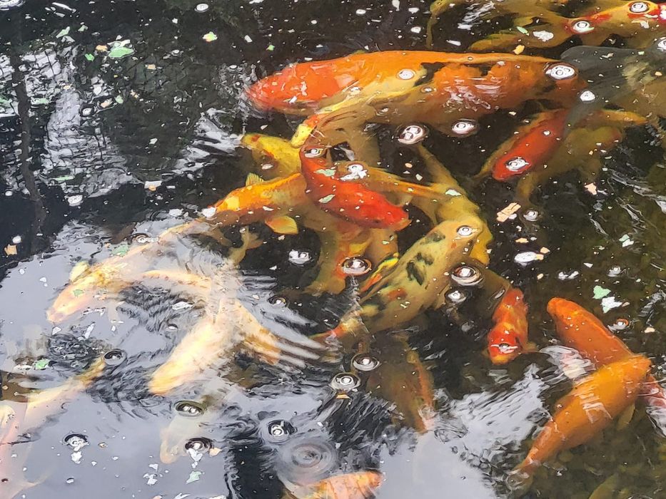 Crapi koi de vanzare