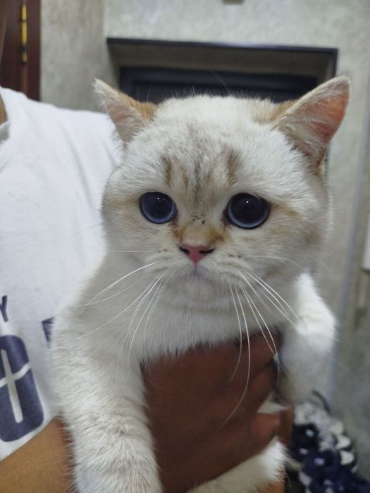 Продам шиншиллу девочка