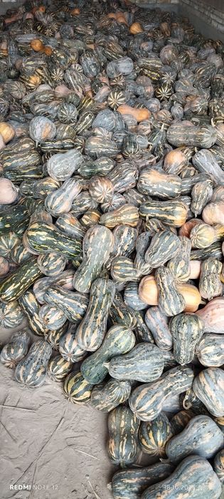 Қавоқ сотилади ,