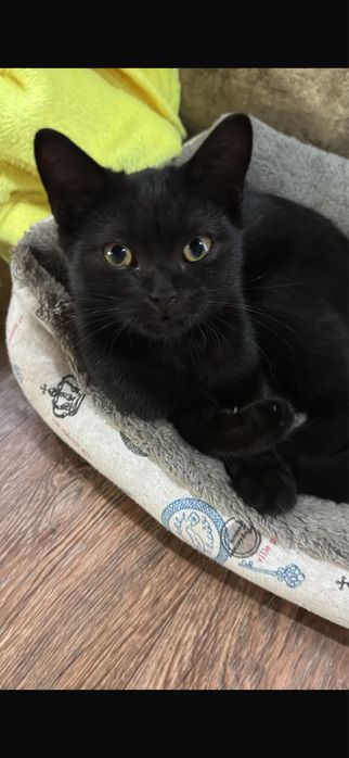 Черный котенок мальчик