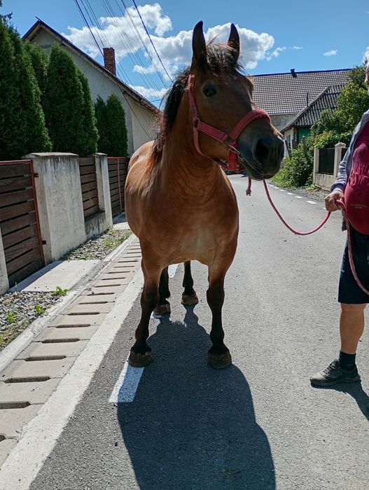 Iapa de cinci ani, de vanzare, foarte blanda