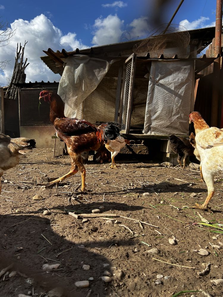 Vand găini si ouă de incubatie din rasa Combatant Malaezian Uriaș