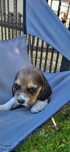 Vand catei Beagle