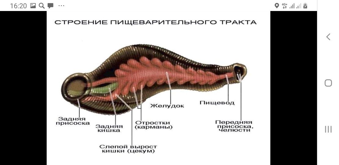 Пиявки в Кокше с Астаны доставка