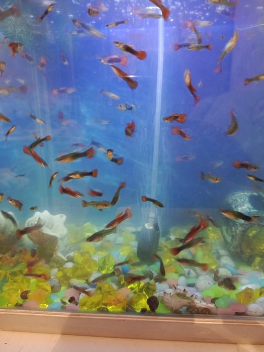 Продаю аквариумные рыбки