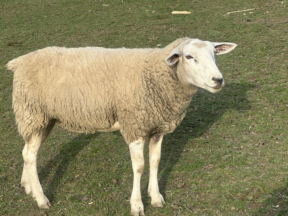 Vand oie texel originala