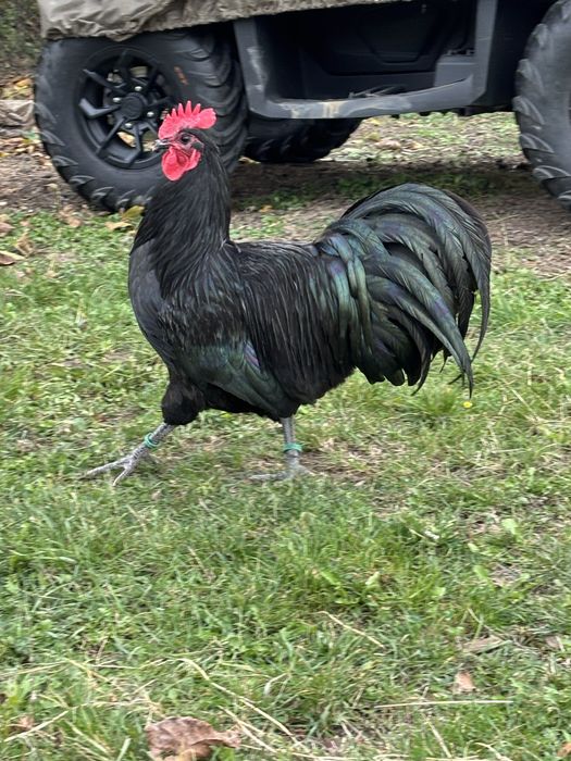 Cocosi Australorp