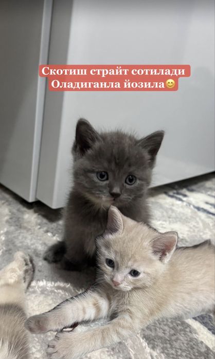 Котенки скотиш страйт