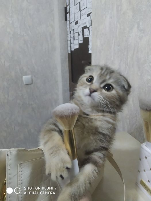 Продаётся катёнка породистая