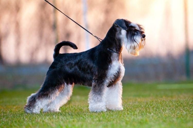 Schnauzer pitic cu pedigree